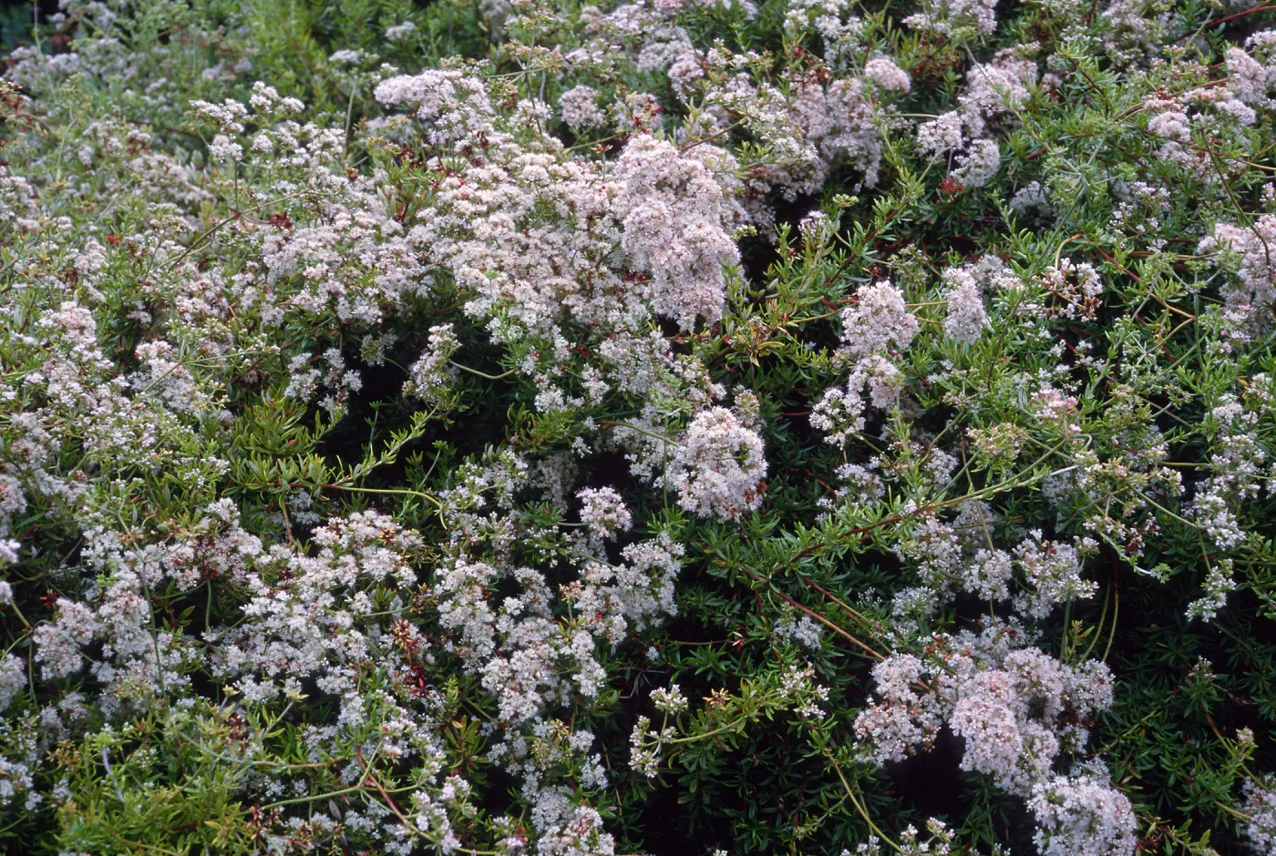 Eriogonum fasciculatum, Porter Trail, Santa Barbara Botanic Garden