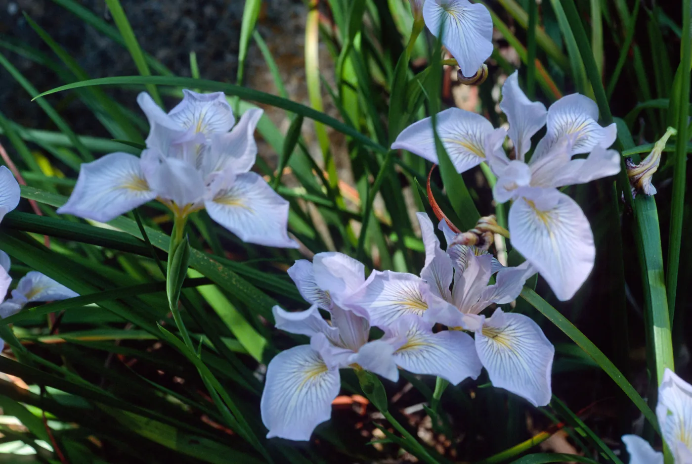 Iris douglasiana, Santa Barbara Botanic Garden