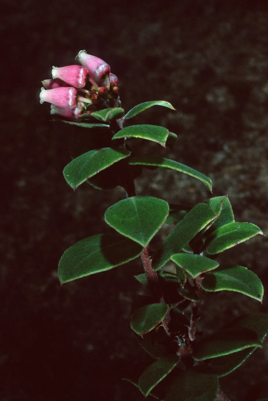 Arctostaphylos cv. hearstiiorum, Santa Barbara Botanic Garden
