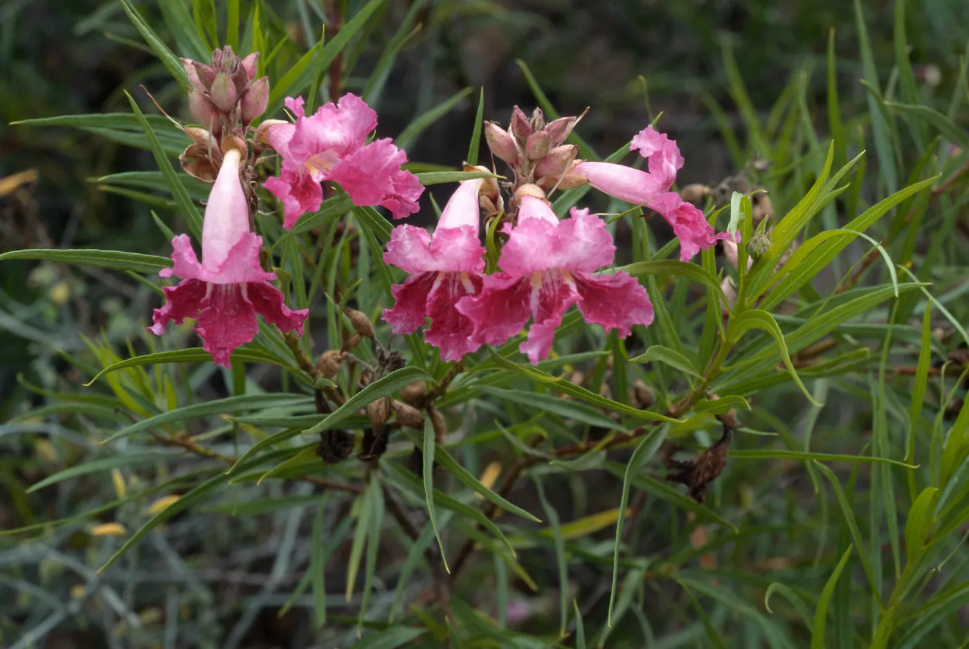 Chilopis linearis, Desert Section, Santa Barbara Botanic Garden