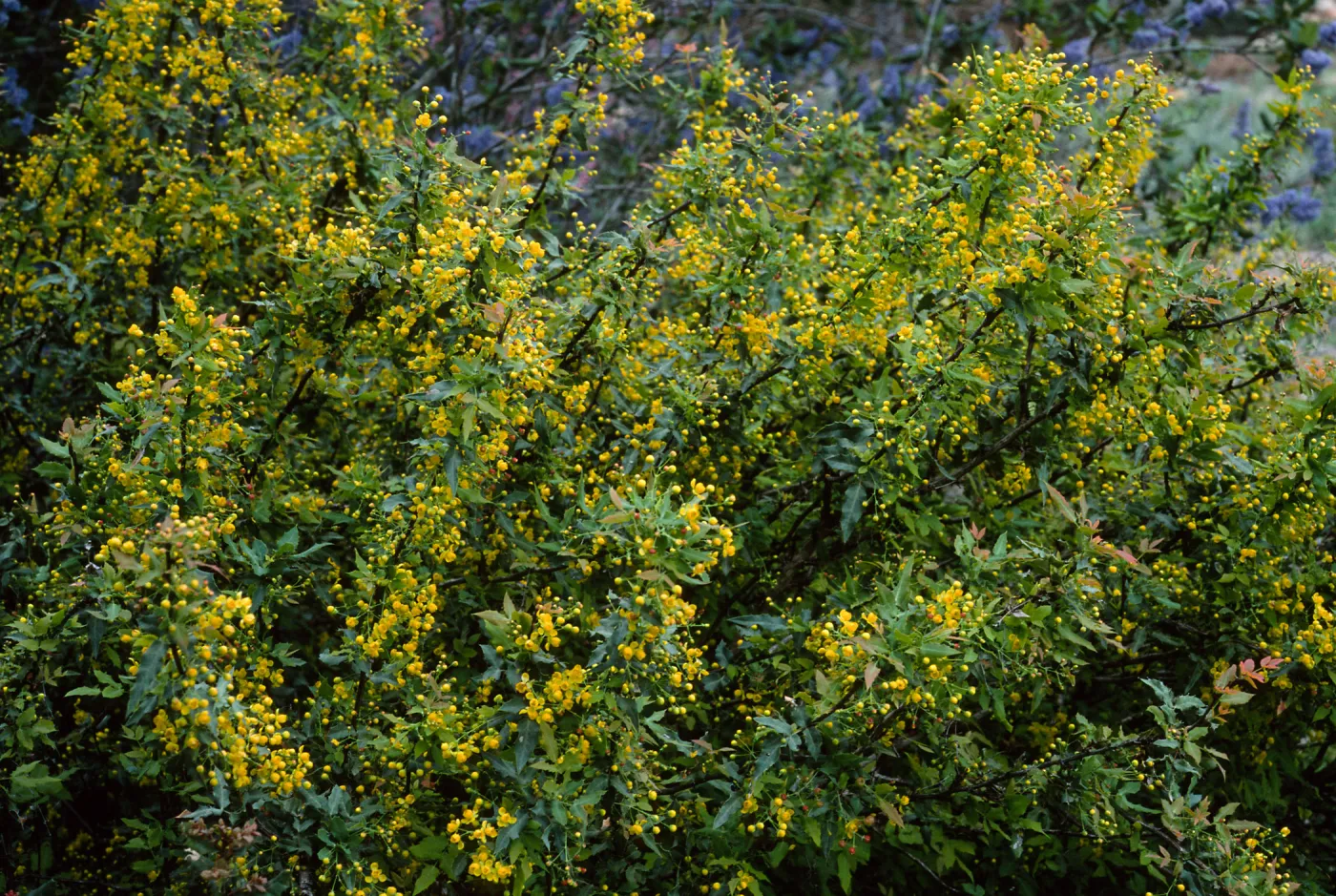Berberis nevinii, Northwest end of meadow, Santa Barbara Botanic Garden