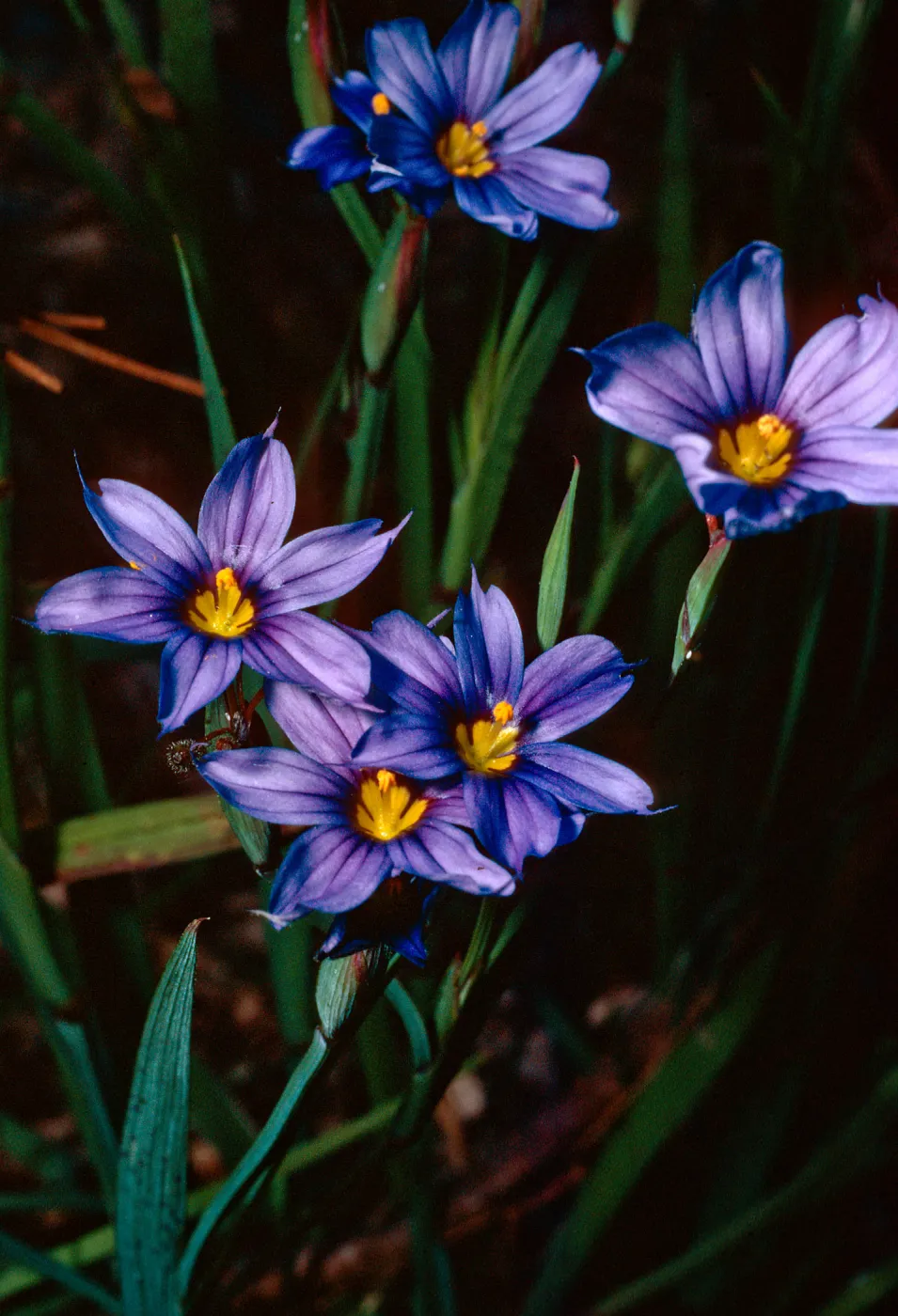 Sisyrinchium bellum, Island Section, Santa Barbara Botanic Garden