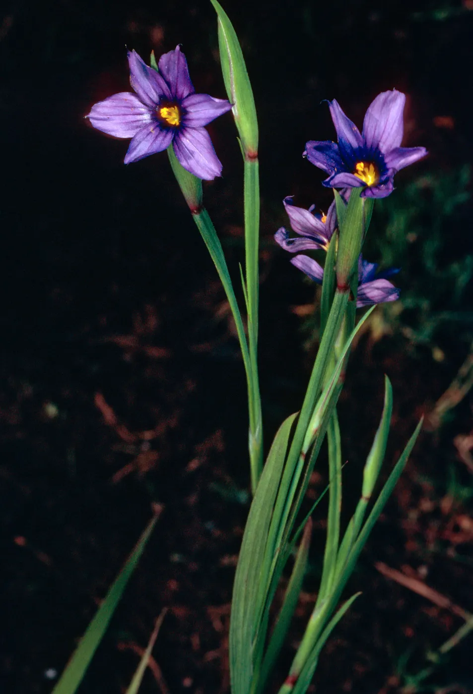 Sisyrinchium bellum, Santa Barbara Botanic Garden