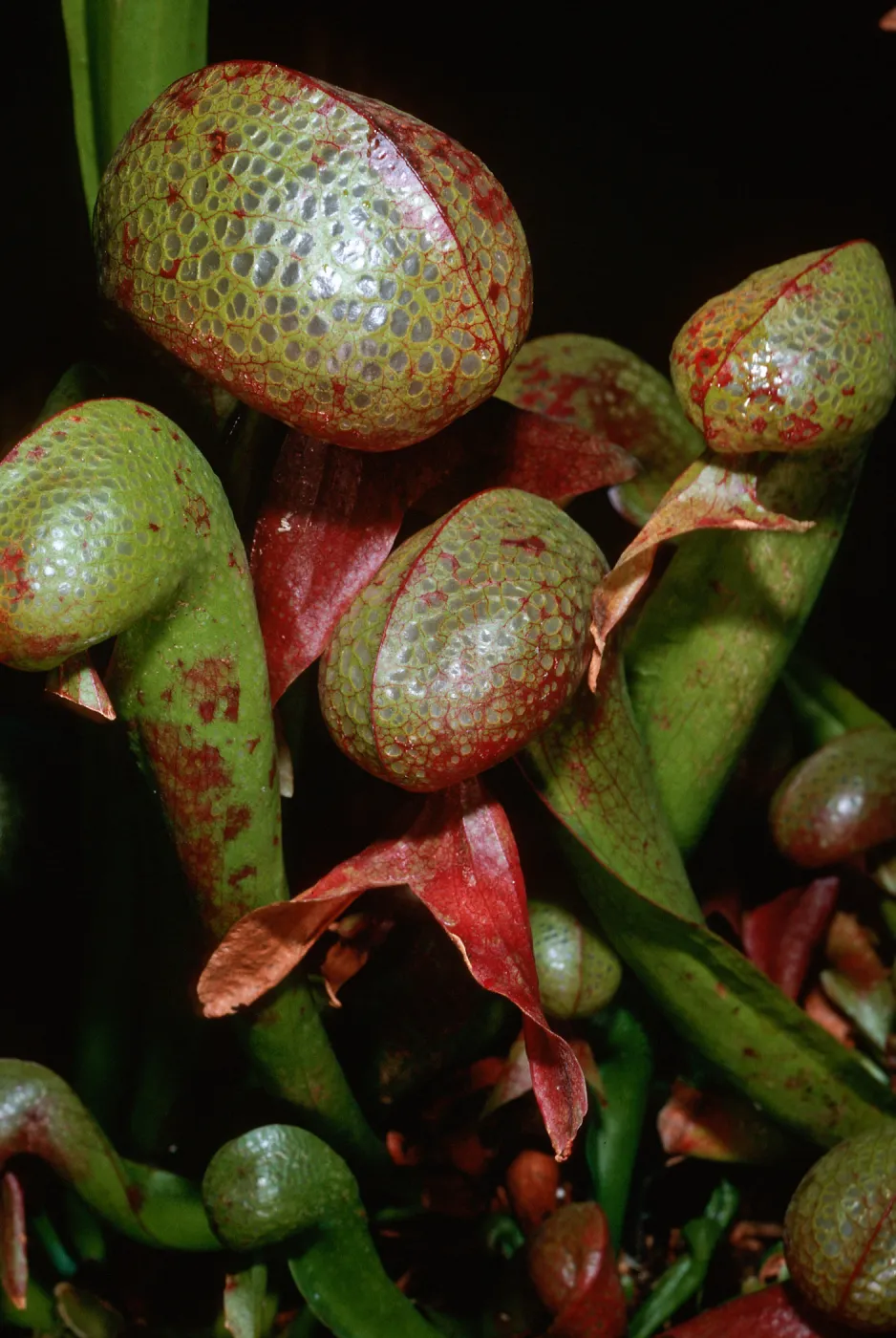 Darlingtonia californica, Santa Barbara Botanic Garden