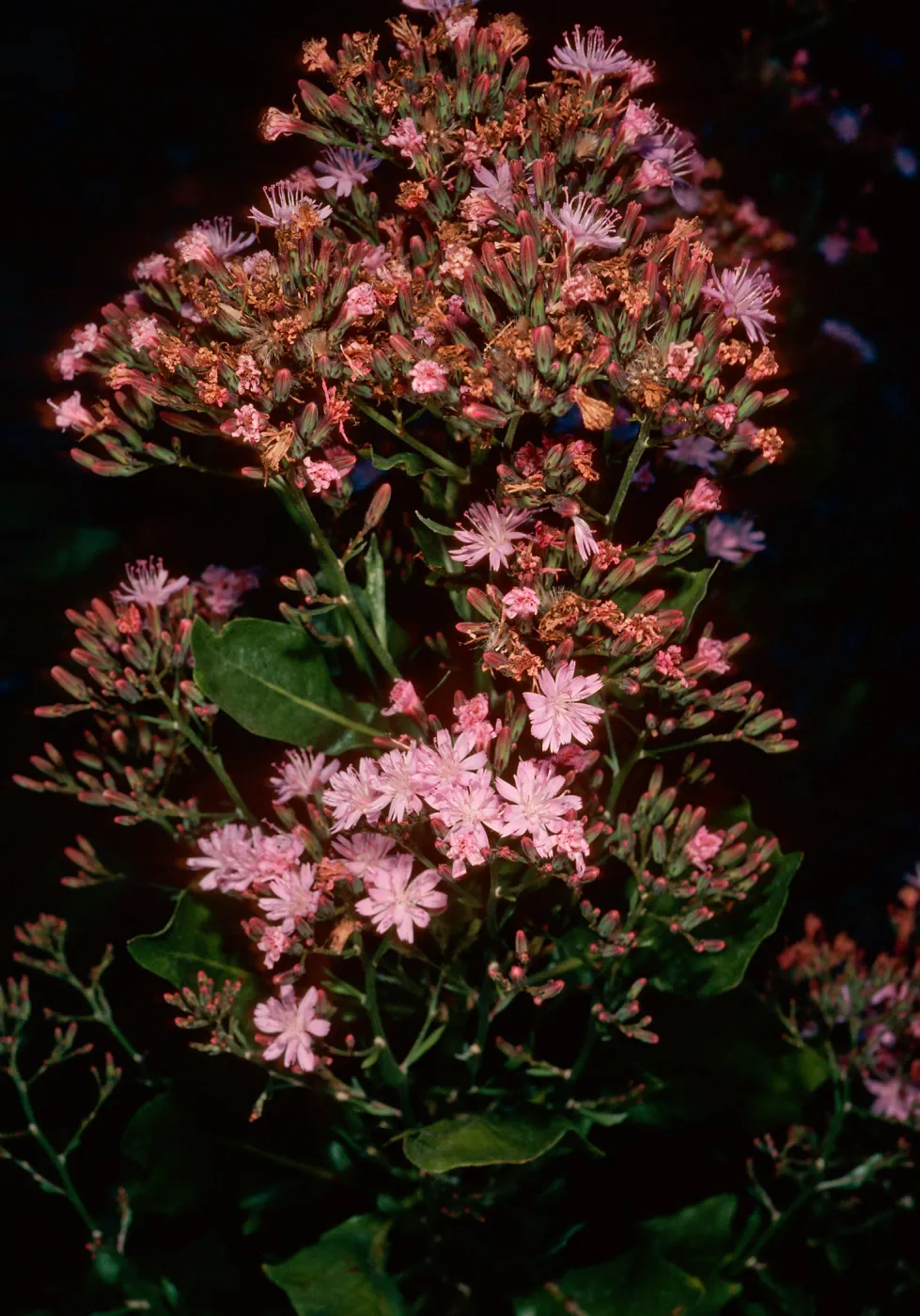 Munzothamnus blairii, Island Section, Santa Barbara Botanic Garden