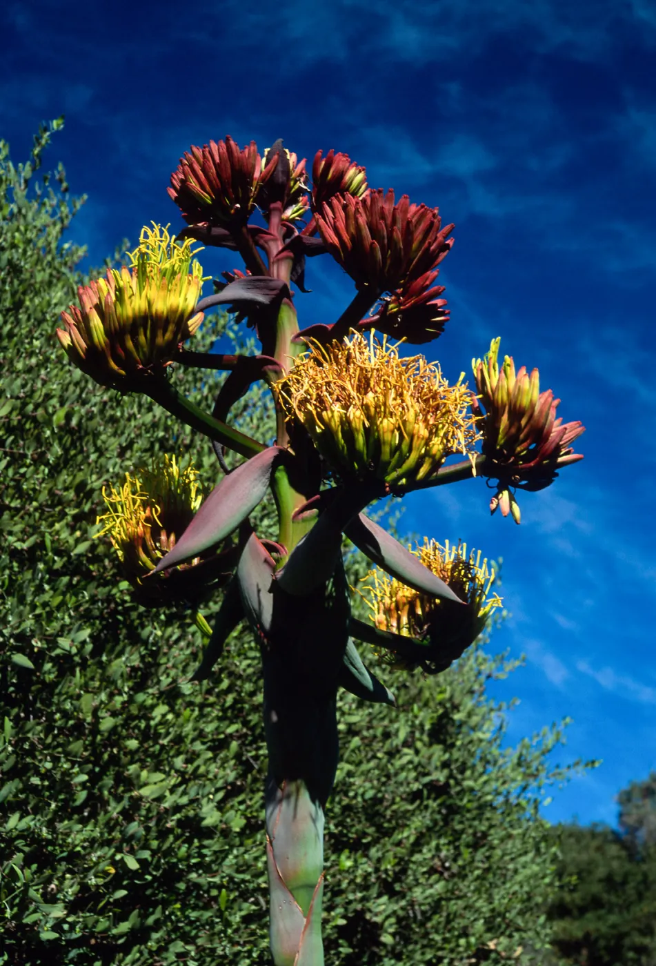 Agave shawii, Santa Barbara Botanic Garden