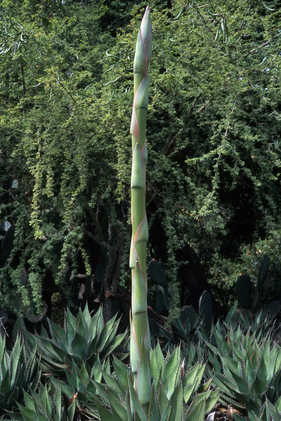 Agave shawii, Desert Section, Santa Barbara Botanic Garden