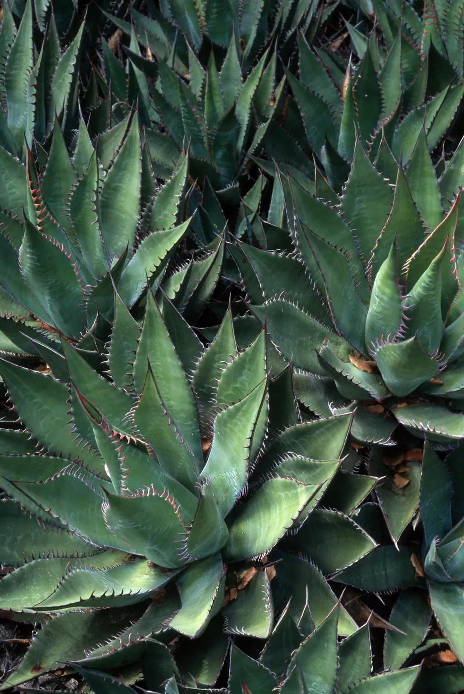 Agave shawii, Desert Section, Santa Barbara Botanic Garden