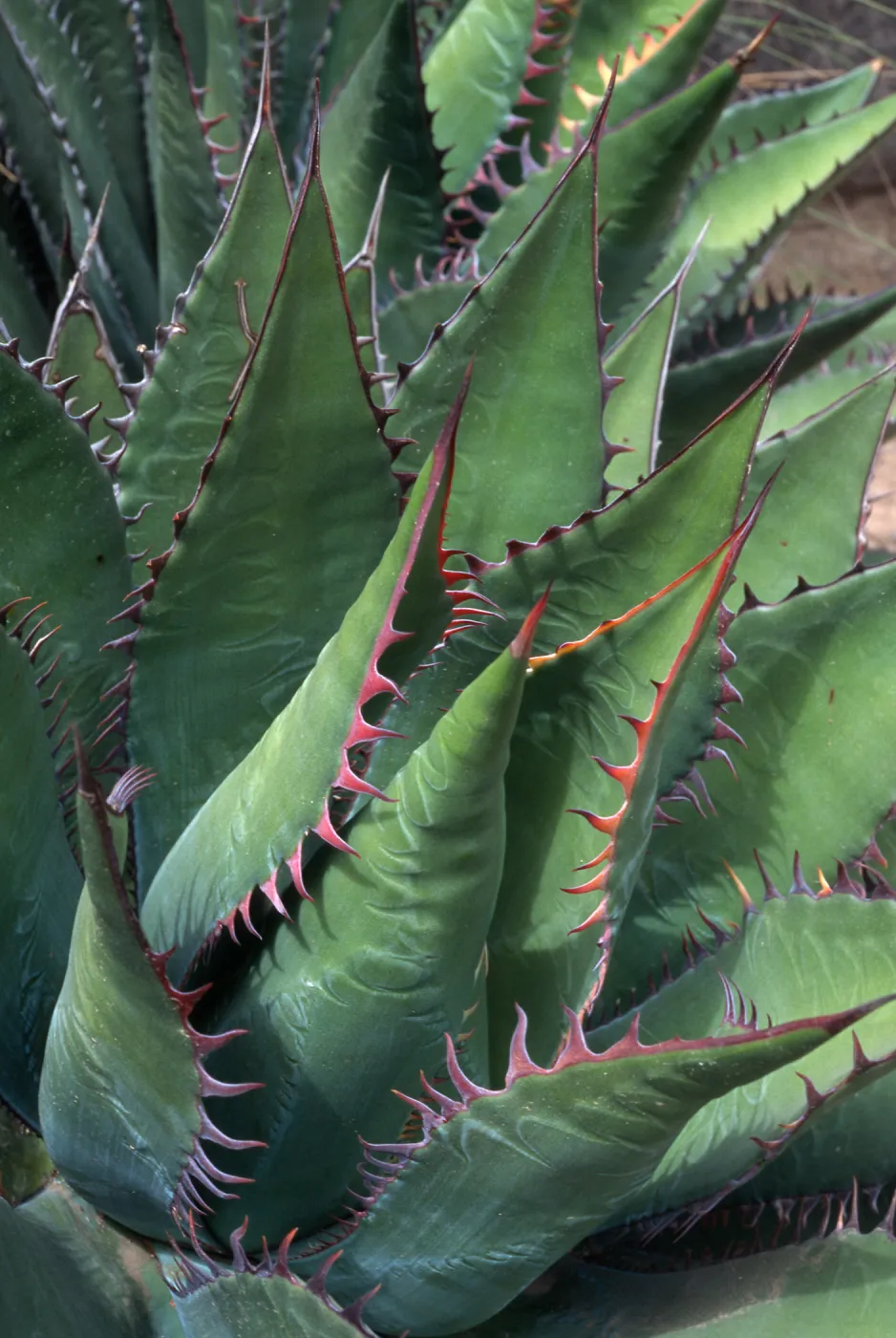 Agave shawii, Desert Section, Santa Barbara Botanic Garden