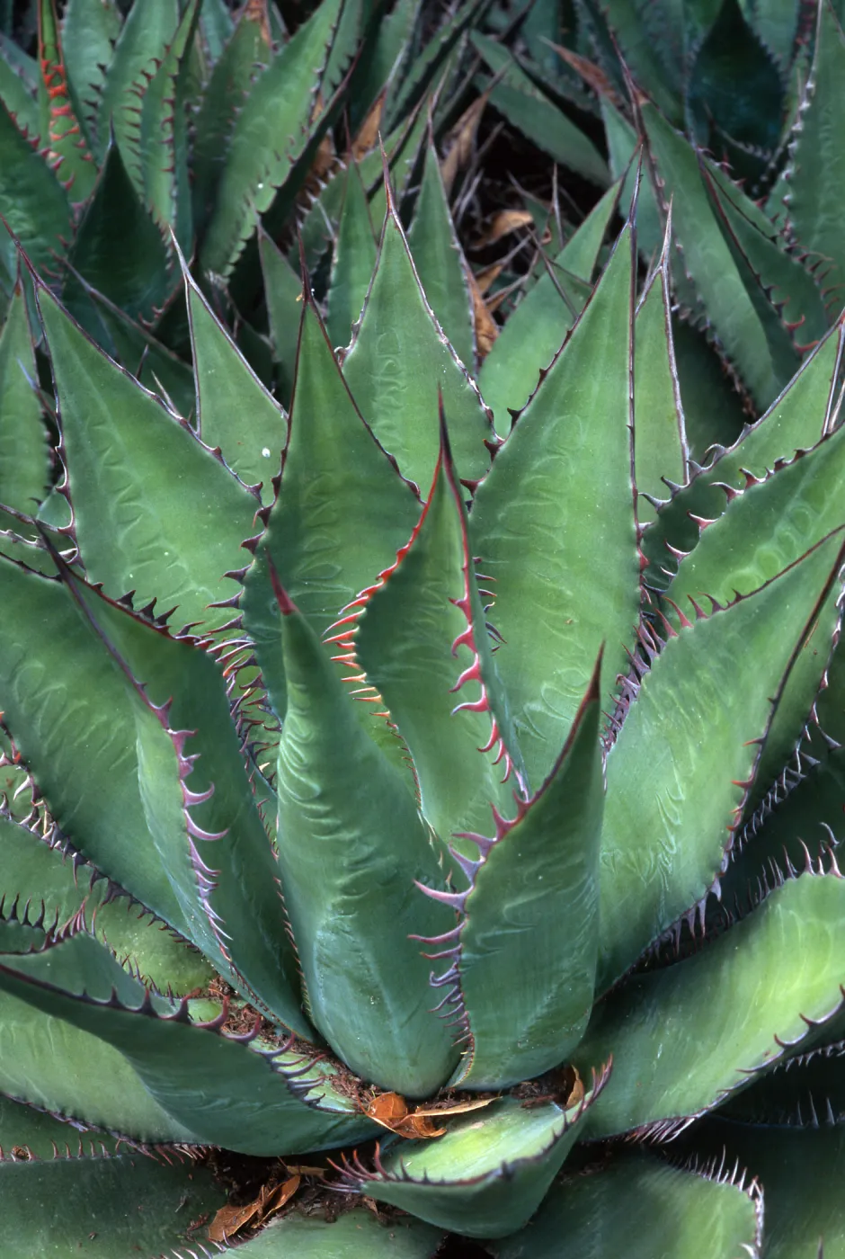 Agave shawii, Desert Section, Santa Barbara Botanic Garden