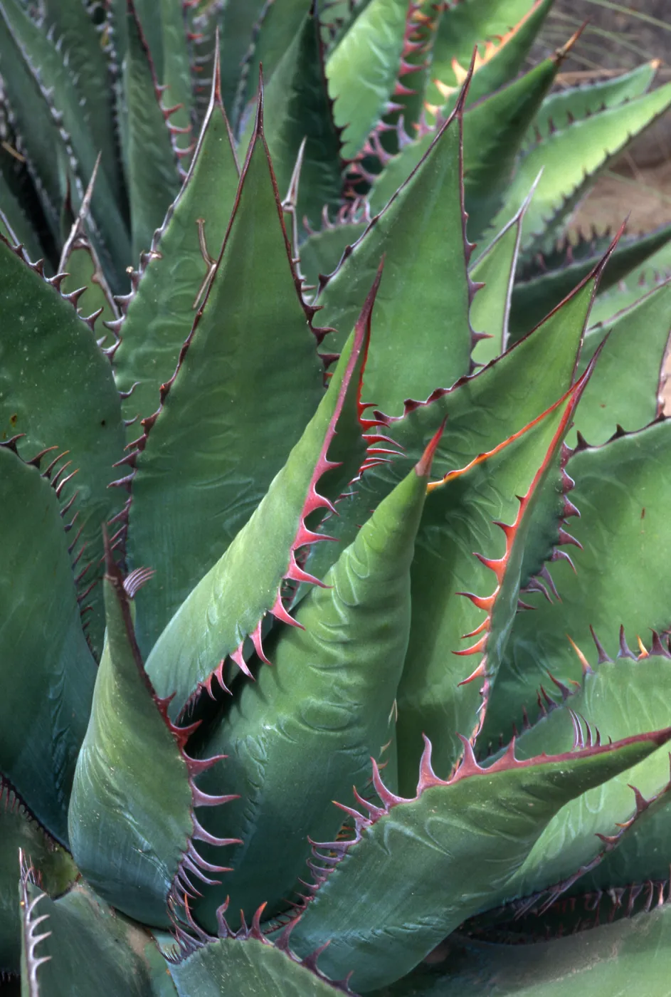 Agave shawii, Desert Section, Santa Barbara Botanic Garden