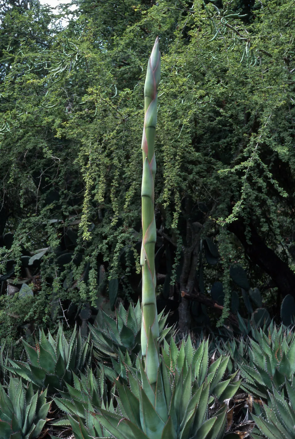 Agave shawii, Desert Section, Santa Barbara Botanic Garden