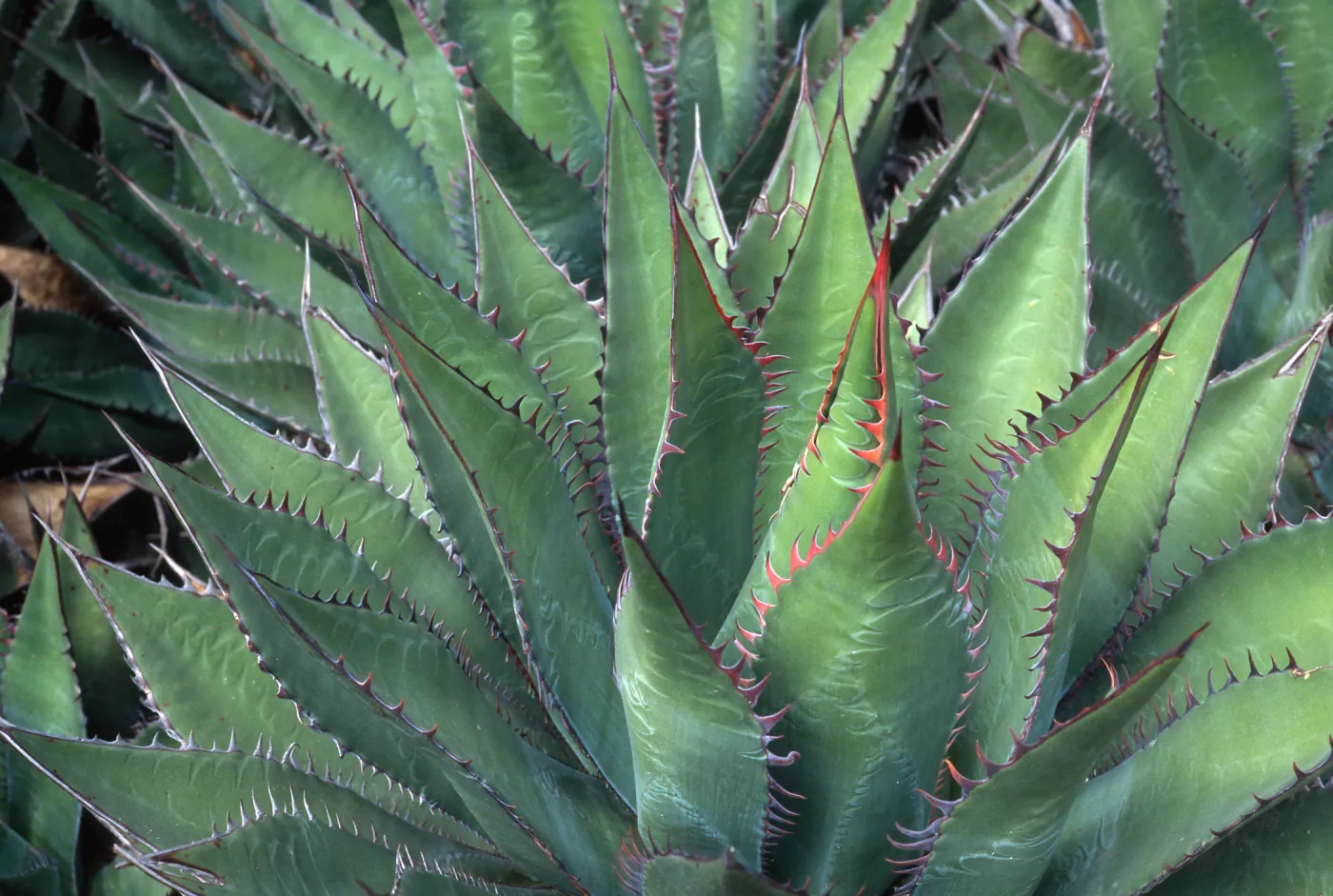 Agave shawii, Desert Section, Santa Barbara Botanic Garden