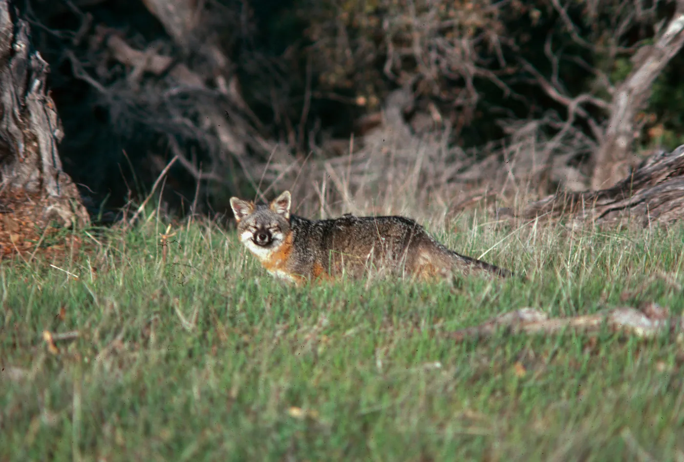 Island Fox, El Tigre, Santa Cruz Island