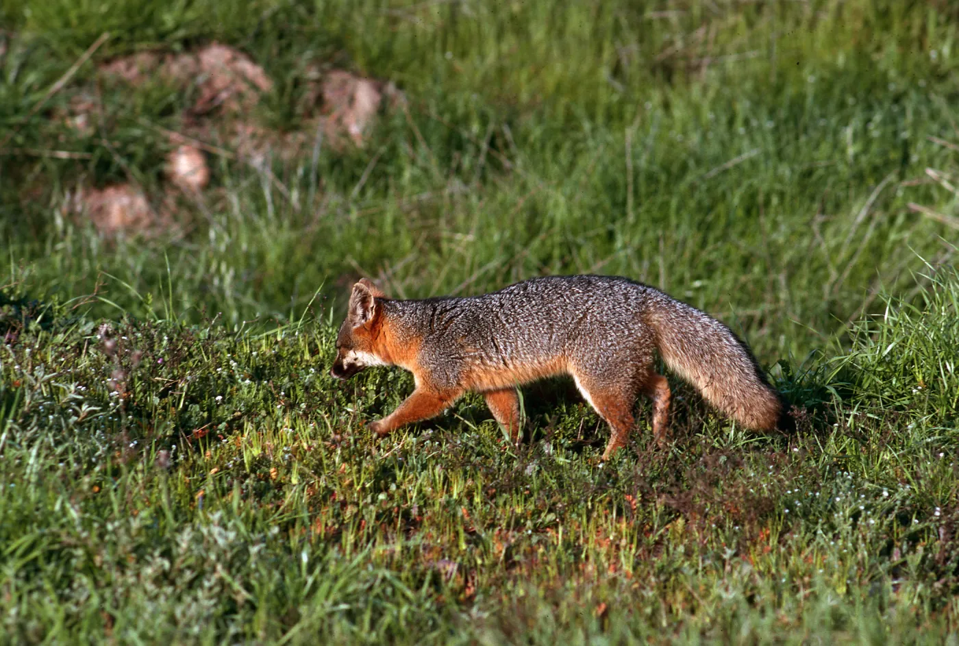 Island Fox, East of Christy Ranch, Santa Cruz Island