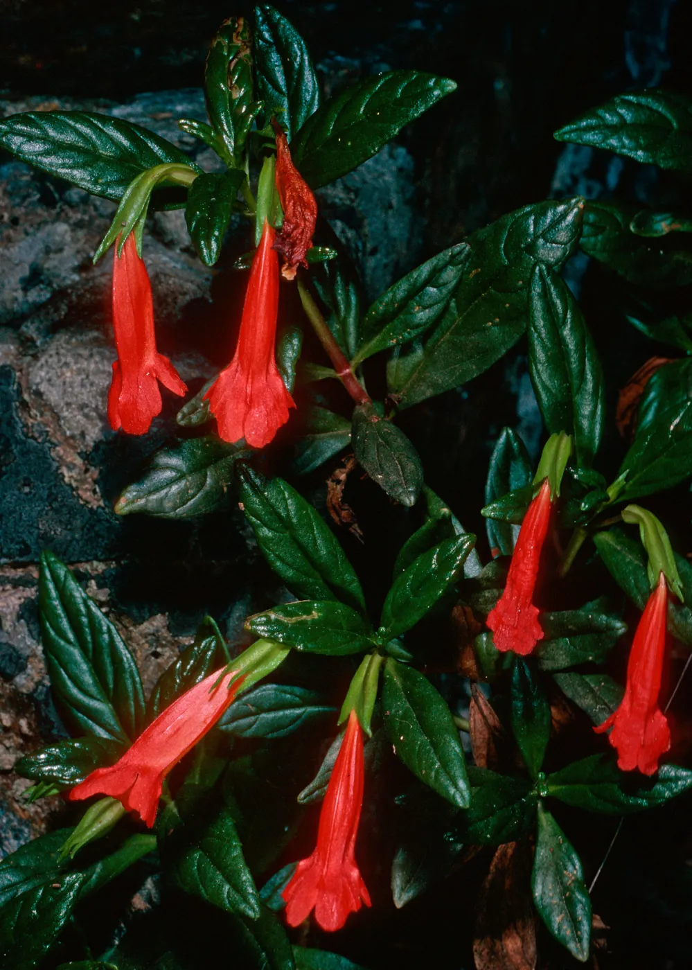 Mimulus flemingii, Prisoners Harbor, Santa Cruz Island