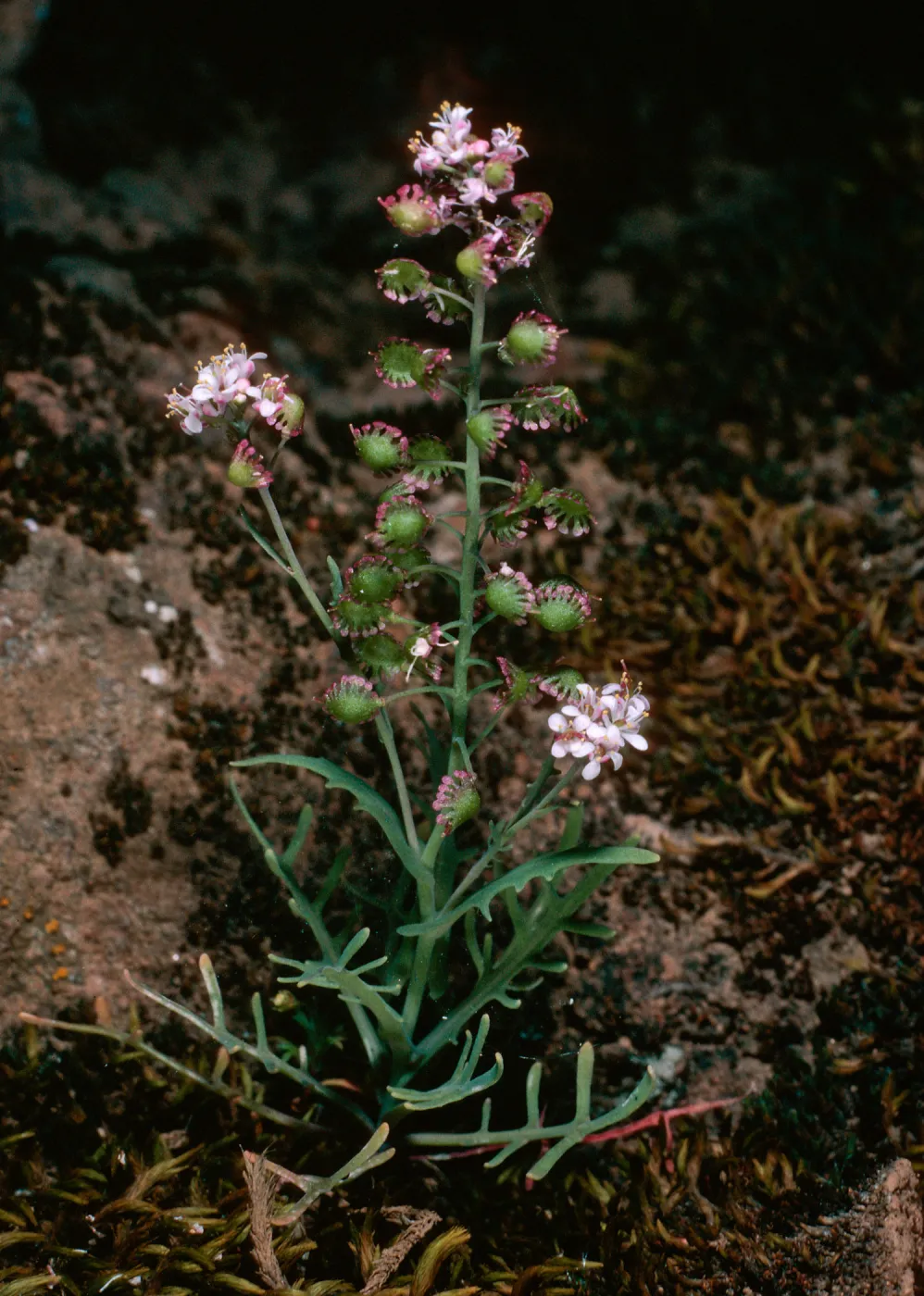 Thysanocarpus conchuliferus, upper West fork, Orizaba Canyon, Santa Cruz Island
