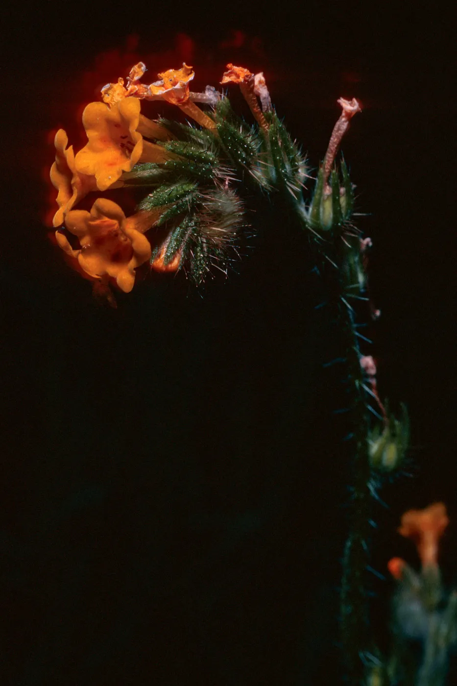 Amsinckia, West of field station, Santa Cruz Island