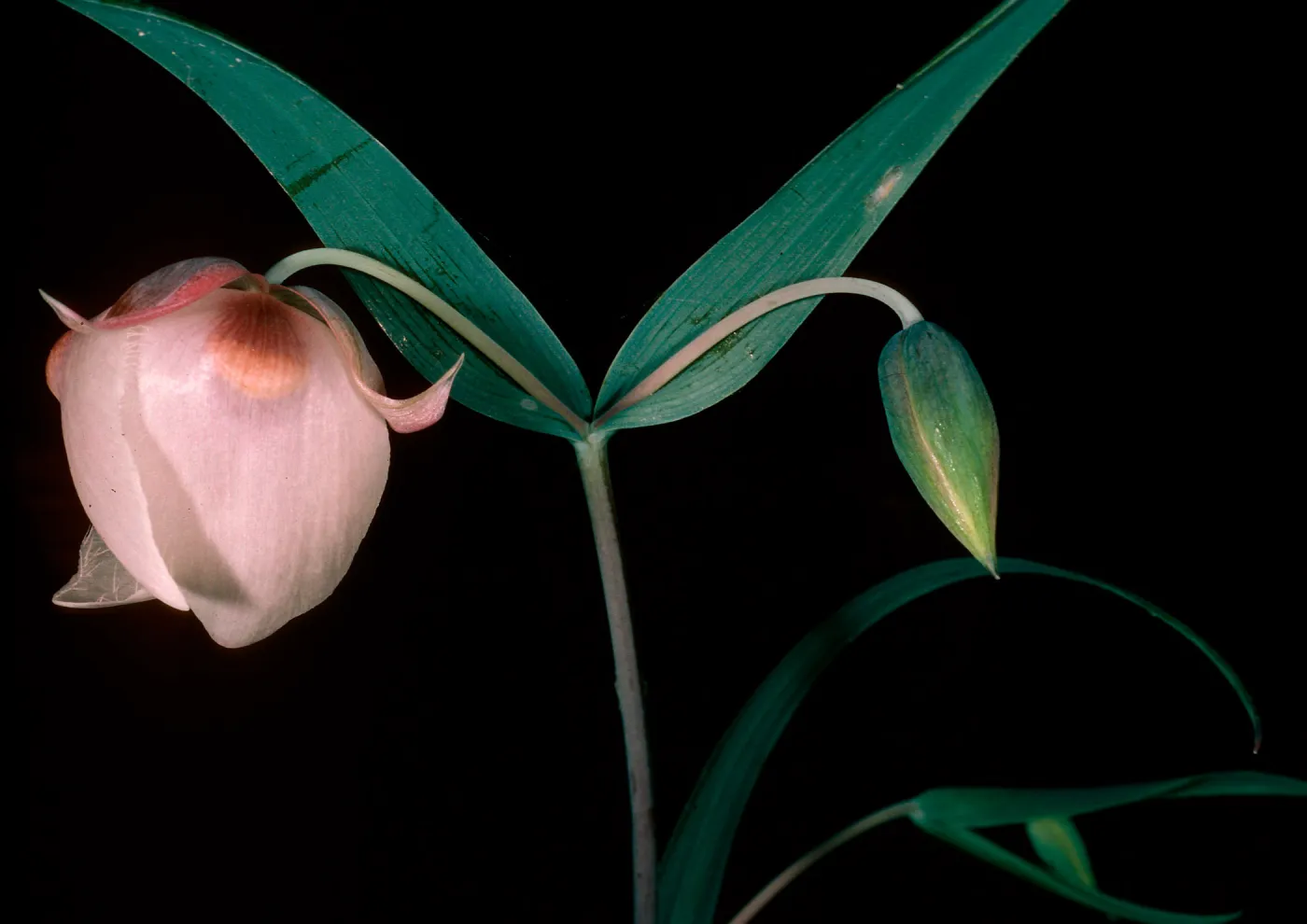 Calochortus albus, East of Pelican Bay, Santa Cruz Island