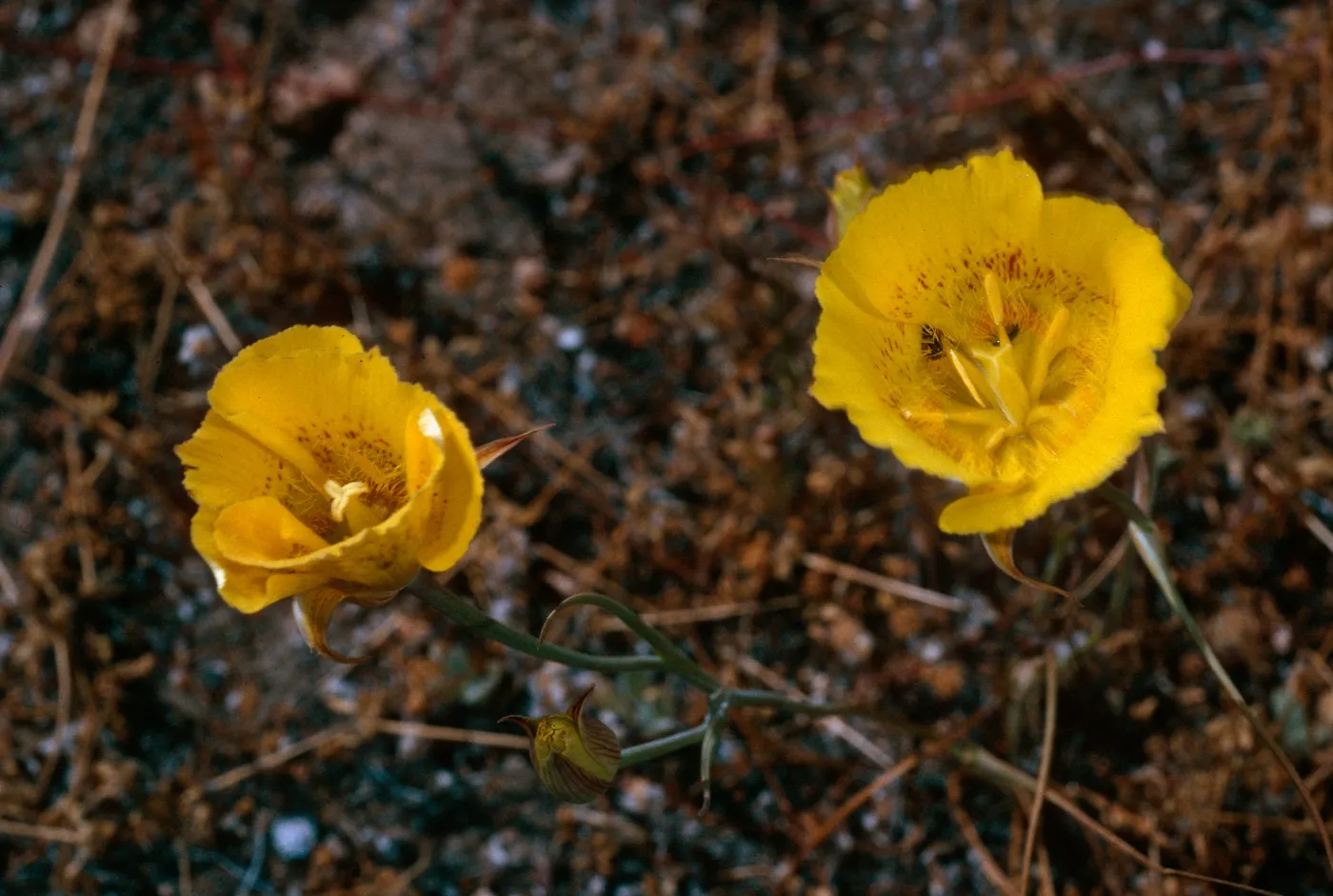 Calochortus luteus, road to Coches Prietos, Santa Cruz Island