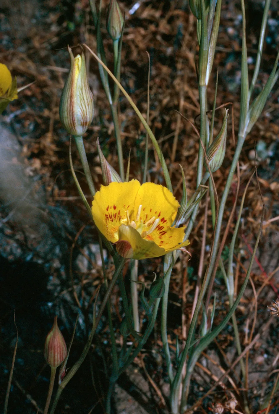 Calochortus luteus, road to Coches Prietos, Santa Cruz Island