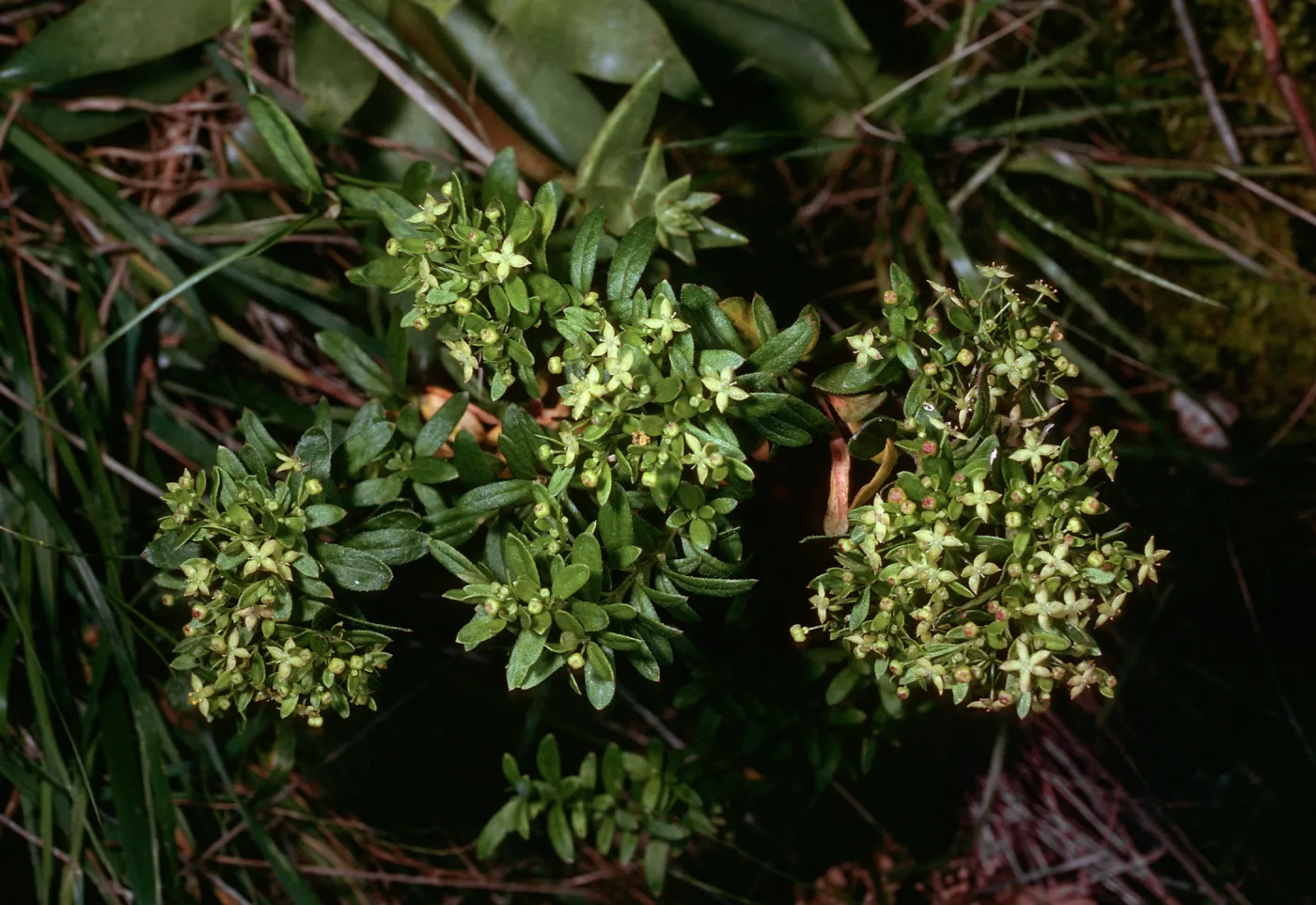 Galium buxifolium, sea bluffs, West of Eagle Canyon, Santa Cruz Island