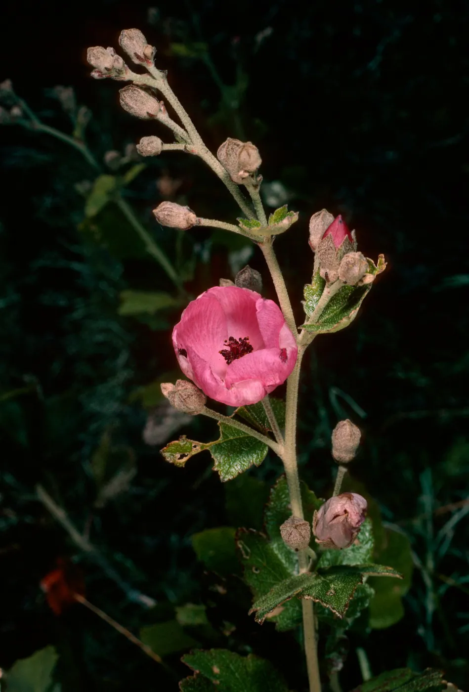 Malacothamnus, Christy Ranch, Santa Cruz Island
