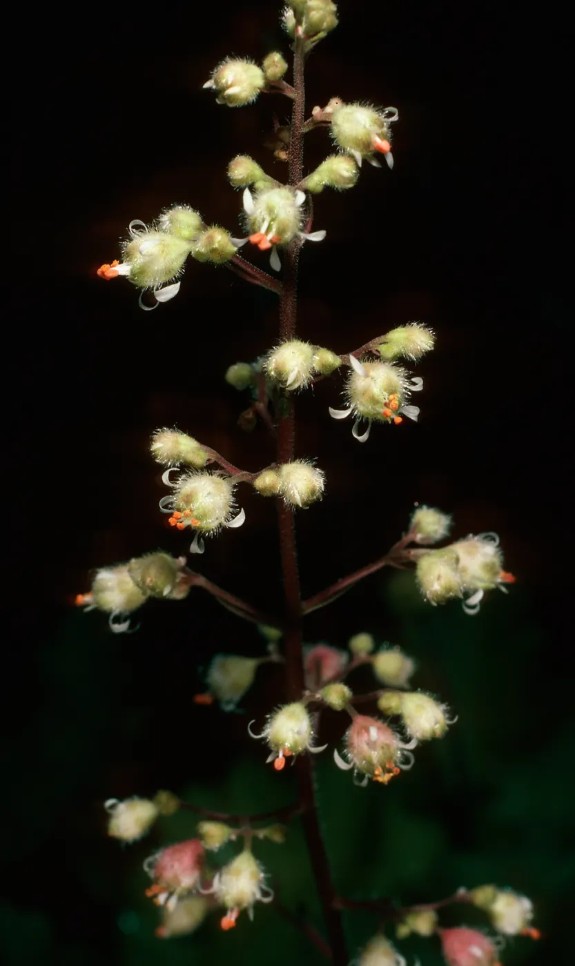 Heuchera maxima, West of Embudo Canyon, Santa Cruz Island