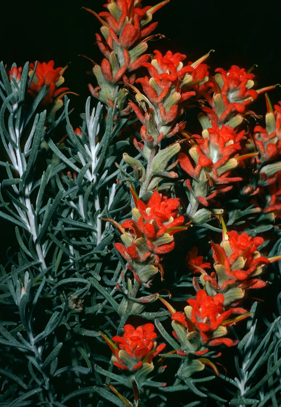 Castilleja hololeuca, offshore side, West of Sandstone Point, Santa Cruz Island