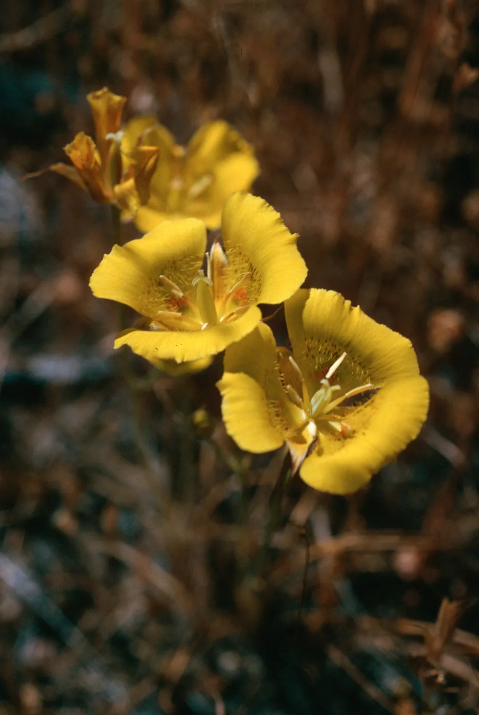 Calochortus luteus, road to Coches Prietos, Santa Cruz Island