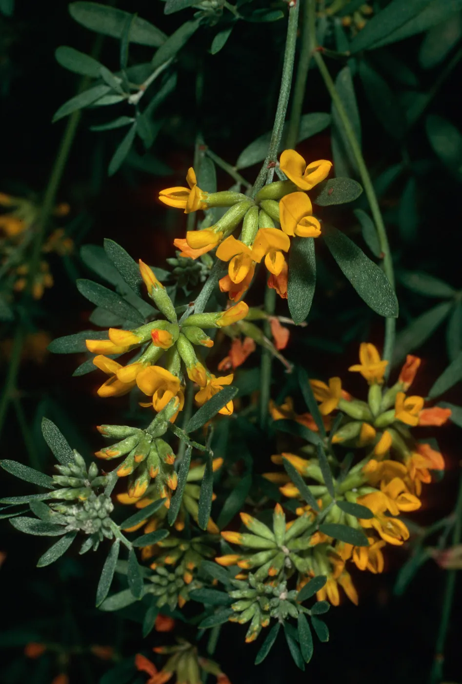 Lotus scoparius dendroideus, Willows Canyon, Santa Cruz Island
