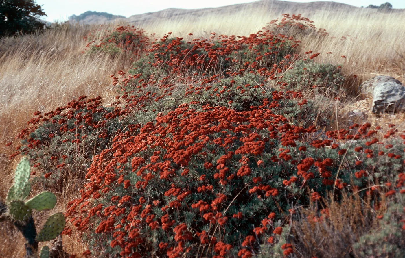 Eriogonum arborescens, road to Lagunitas Secas, Santa Cruz Island