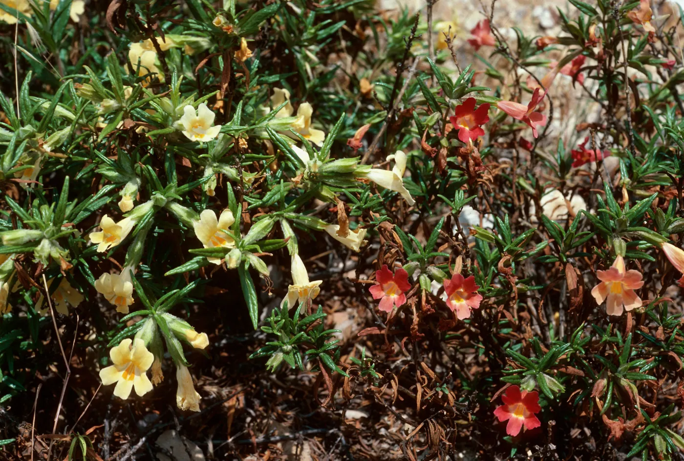 Mimulus longiflorus x flemingii, Mimulus longiflorus, above Cañada Larga, Santa Cruz Island