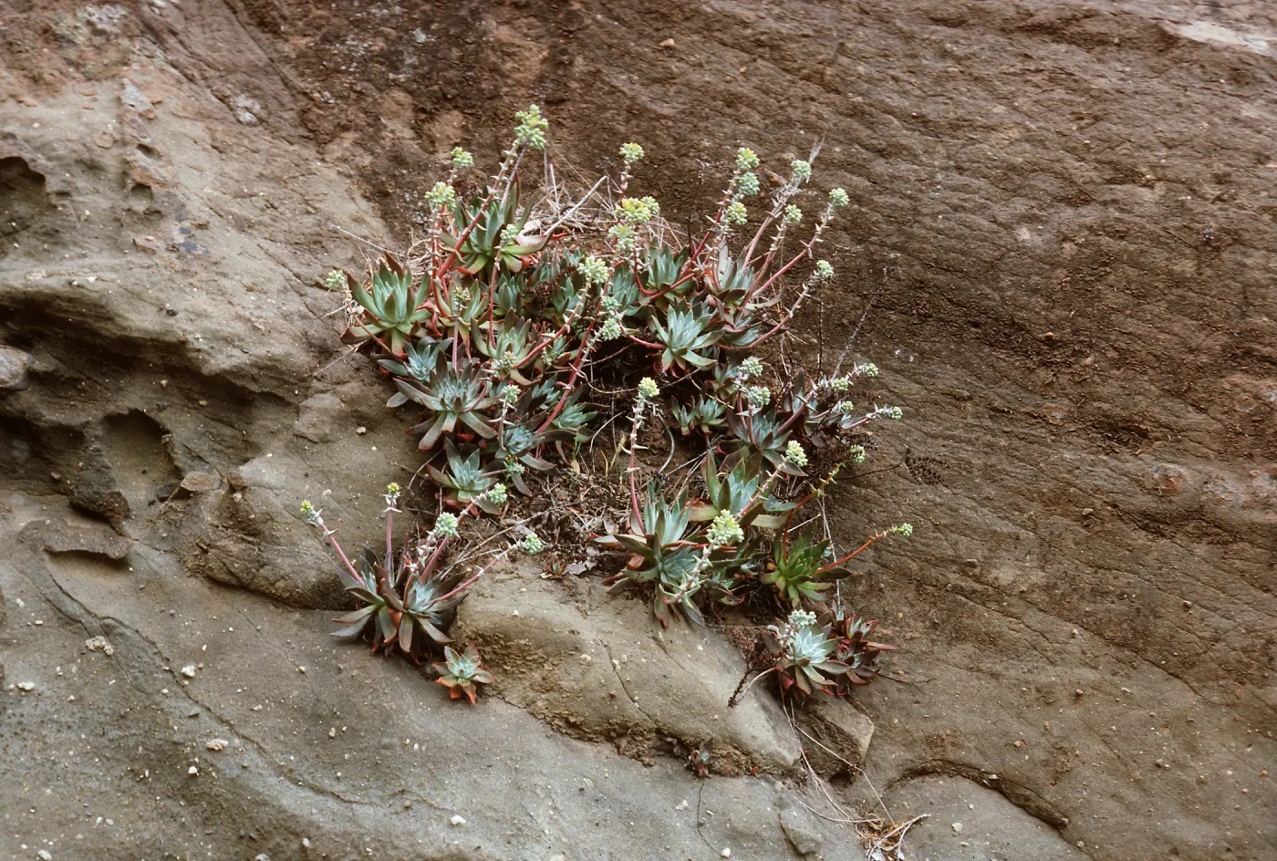 Dudleya greenei, East of Twin Harbor, Santa Cruz Island