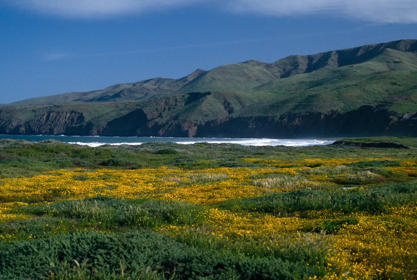 Lasthenia, Christy Beach, North end, Santa Cruz Island