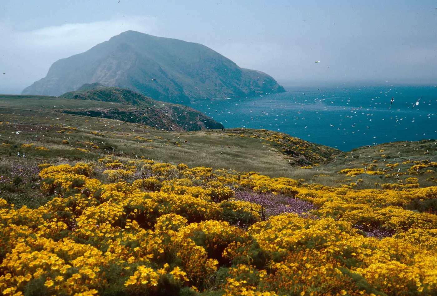Coreopsis, Dichelostemma, just East of Sheep Camp, Middle Anacapa Island