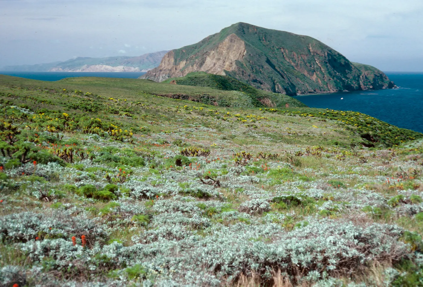 Corethrogyne, looking West, terrace, East of Sheep Camp, Middle Anacapa Island