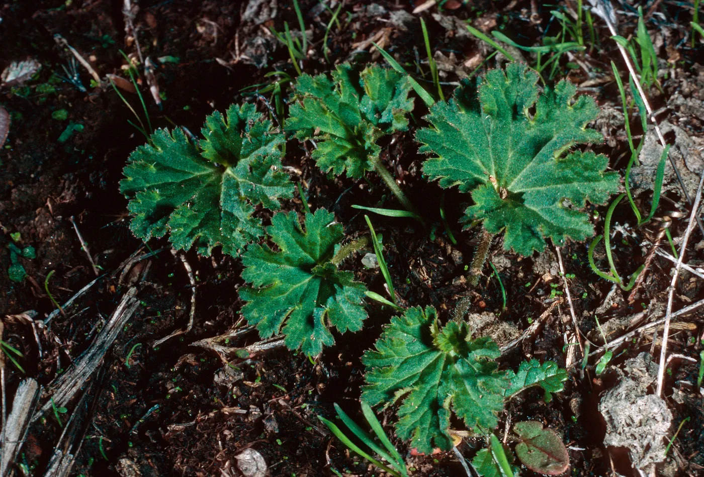 Jepsonia malvifolia, near airport, Ssnta Catalina Island