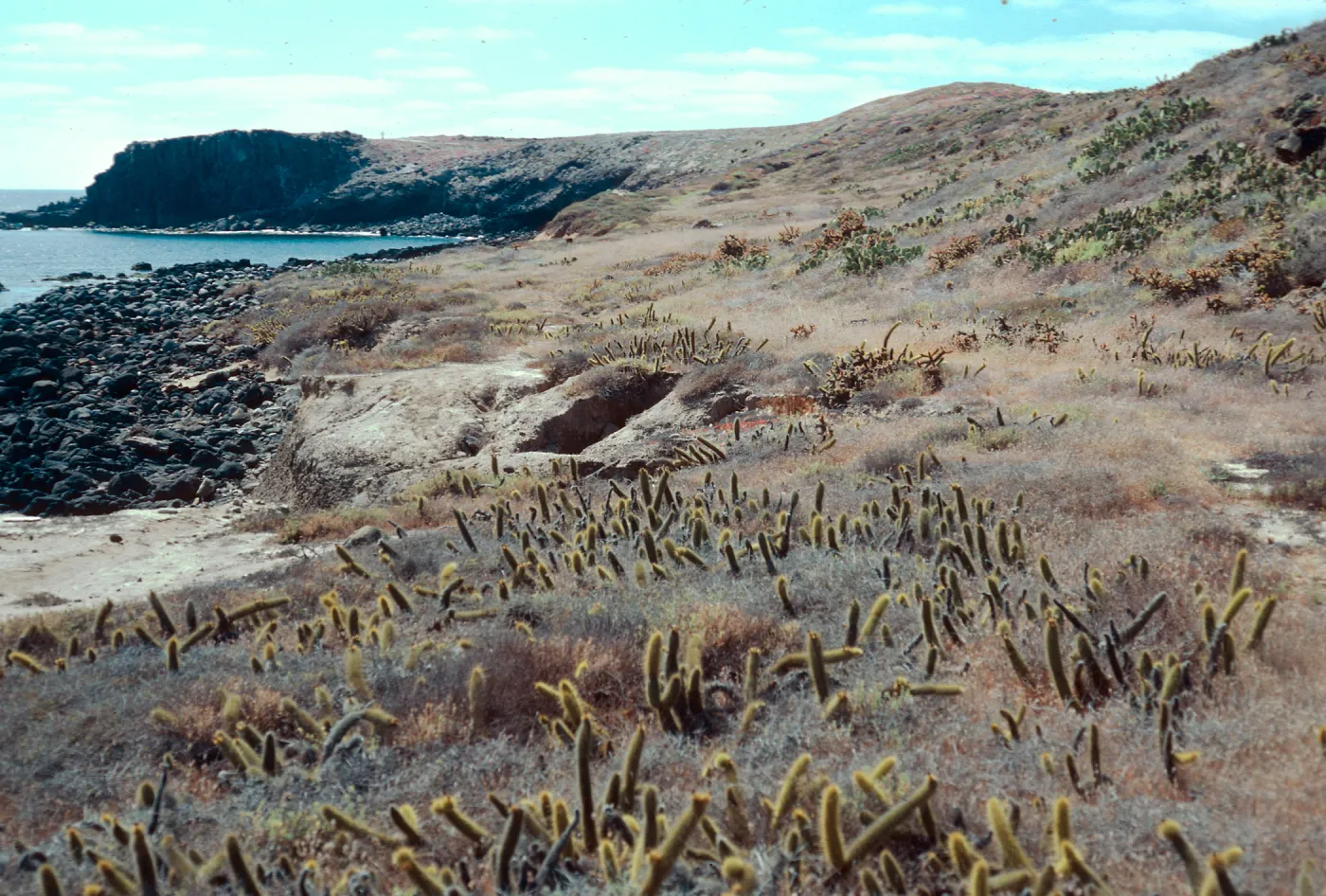 Eel Cove, West side, San Clemente Island