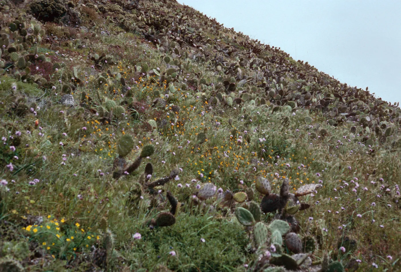 Maritime Scrub, Eel Point grade, San Clemente Island