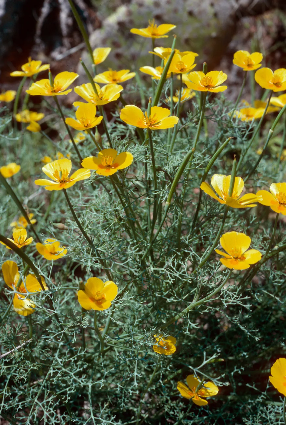 Eschscholzia ramosa, San Clemente Island