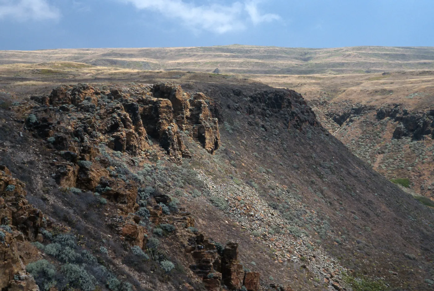 Phacelia floribunda Habitat, Seal Cove, San Clemente Island