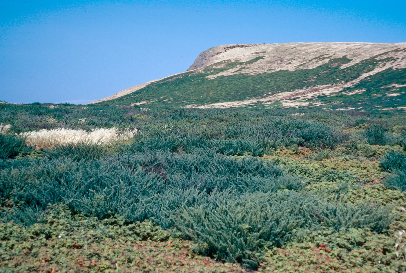 Suaeda, North Peak in background, Santa Barbara Island
