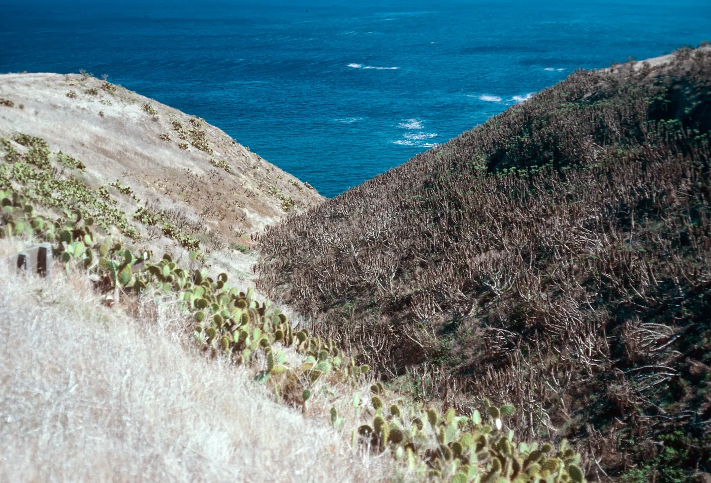 Cave Canyon, Santa Barbara Island