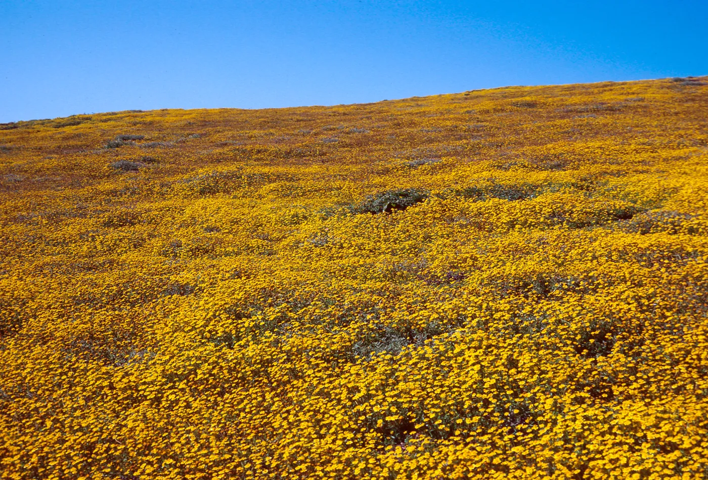 Lasthenia, Cliff Canyon, Santa Barbara Island