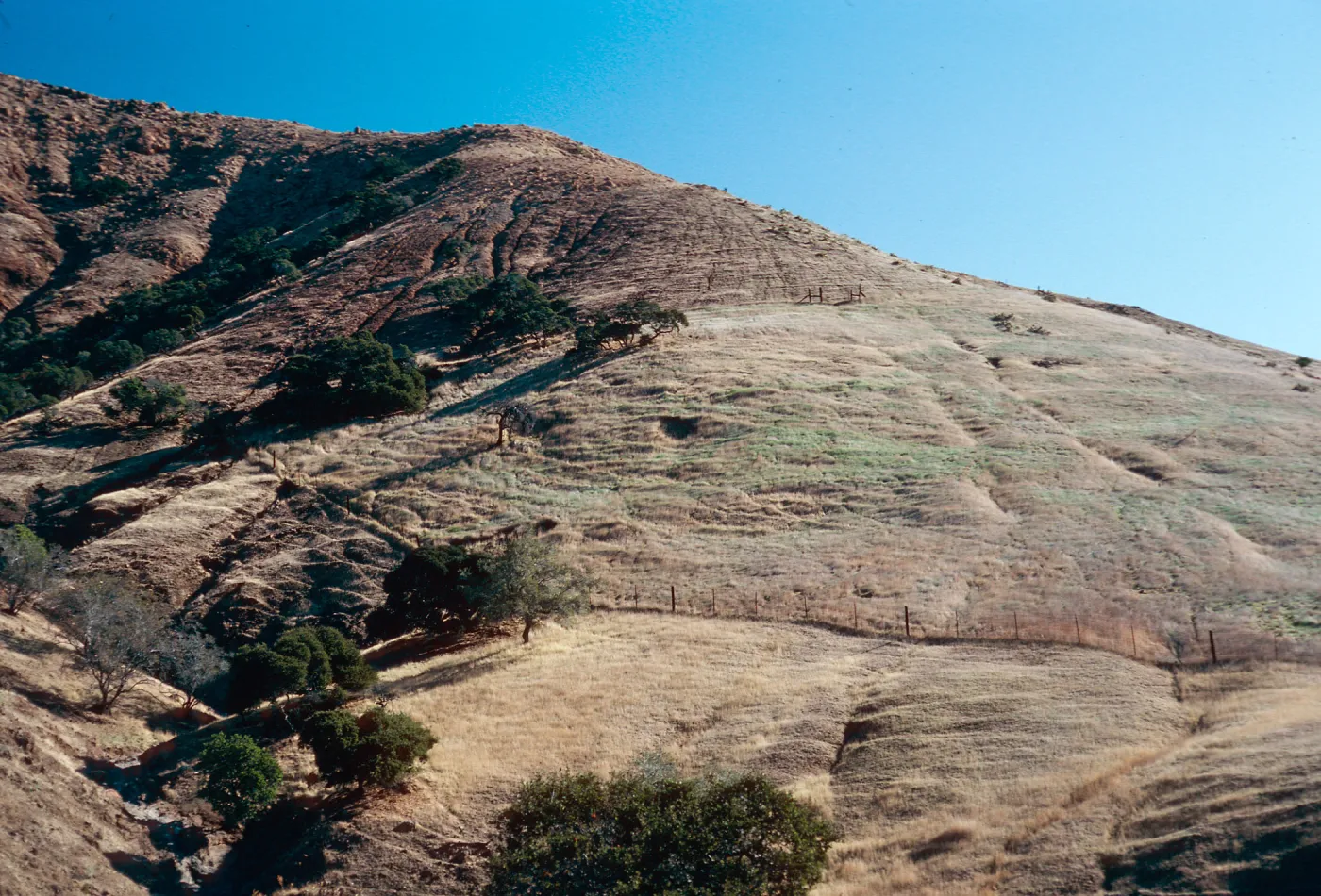 sheep damage in Ram Canyon, North fork of Cañada Larga, Santa Cruz Island