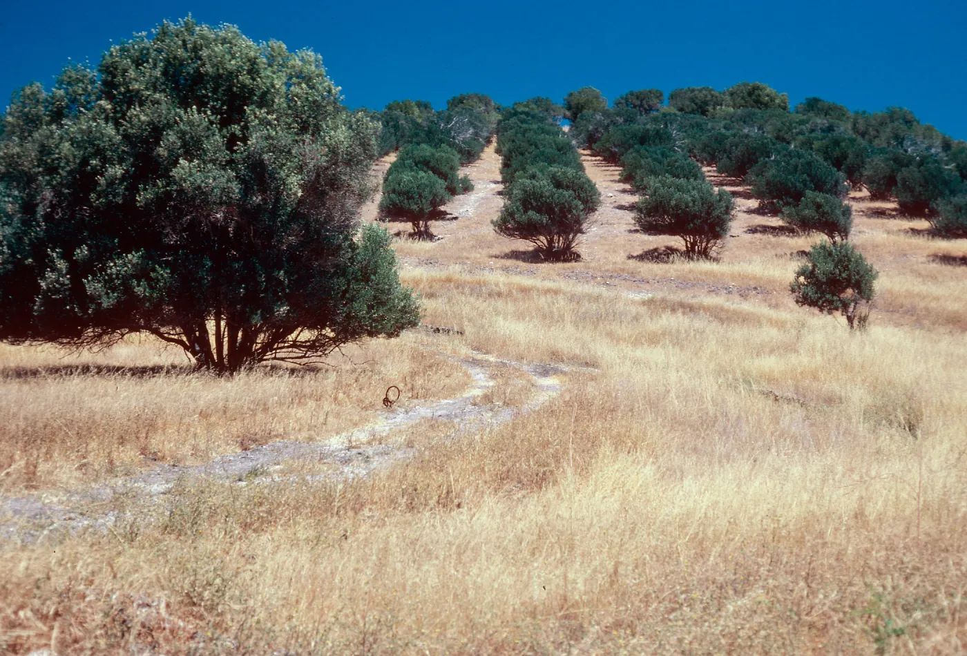 olive orchard at Smugglers Cove, Santa Cruz Island