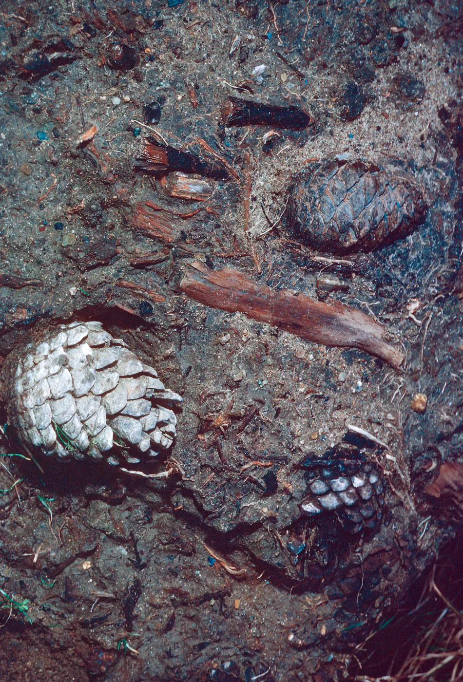 fossil pine cones, Cañada de Los Sauces, Santa Cruz Island