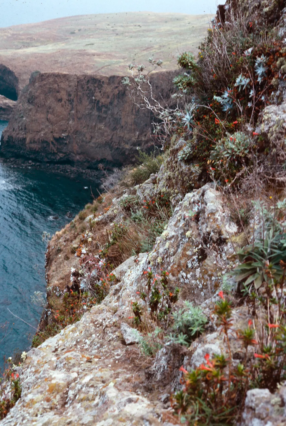 Arabis hoffmannii on bluffs, Platts, Santa Cruz Island