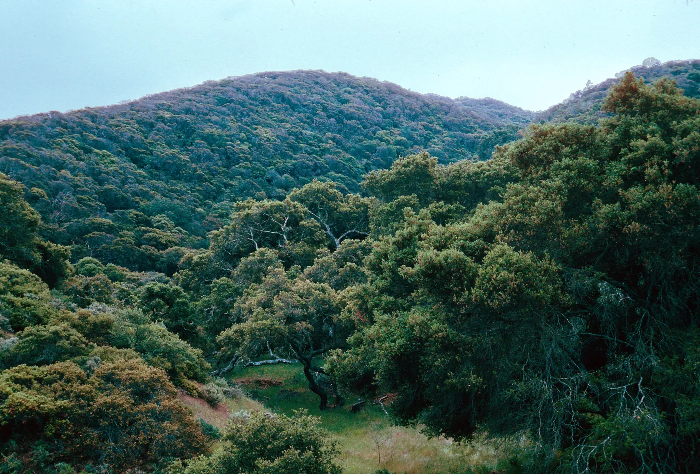 Oak Woodland, Cañada de La Portezuela, Santa Cruz Island